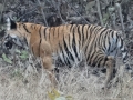 Eindelijk gezien een tijger in het wild 25 km van de school - tiger in the wild 25 kms from the school